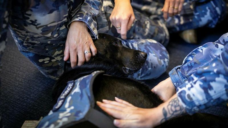 A working dog lays its head on the lap of a military member and is given pats.