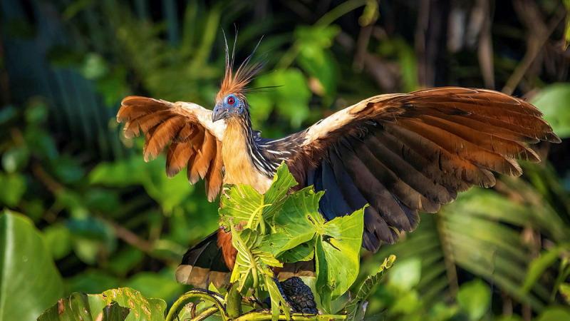 A bird stretches its wings out while sitting on a green branch.