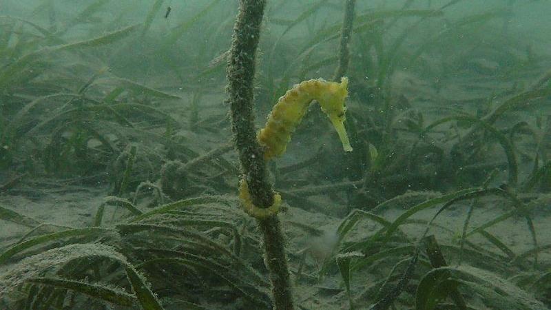 A seahorse wraps its tail around a plant underwater.