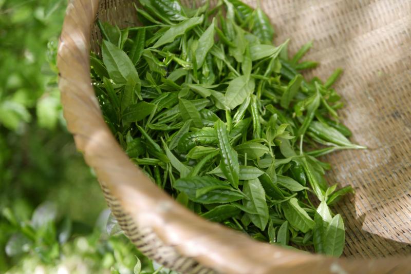 Close-up of freshly picked green tea leaves gathered in a woven basket. The vibrant green leaves fill the basket, while a softly blurred background of tea plants highlights the harvest setting in a tea garden.