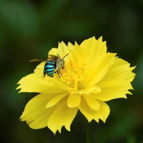 Close-up of a metallic blue-banded bee perched on a bright yellow flower, collecting nectar or pollen. The flower’s layered petals are fully open, and the background is a soft, blurred green that highlights the bee and bloom.