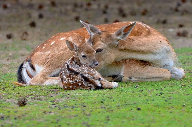 A deer and its offspring sit together
