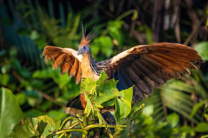 A bird spreads its wings while perched in a green tree.