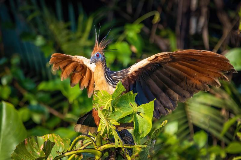 A bird spreads its wings while perched in a green tree.