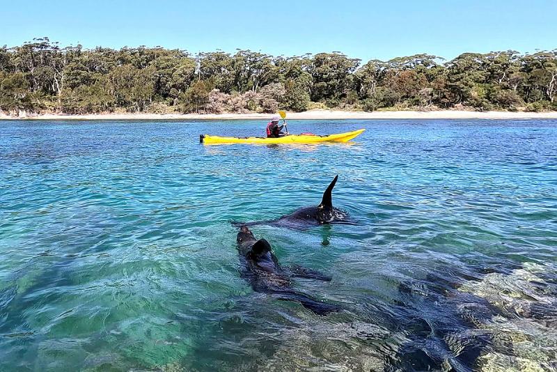 A person in a yellow sea kayak paddles past seals in the water close by.