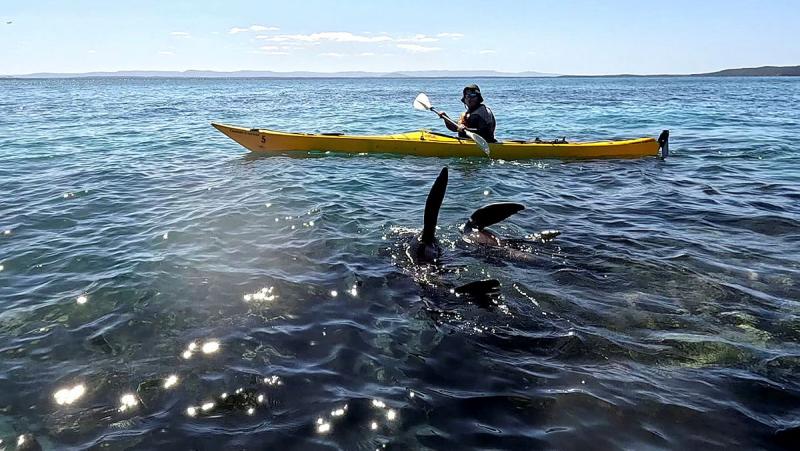 A person in a small yellow sea kayak looks at the fins of seals close by.