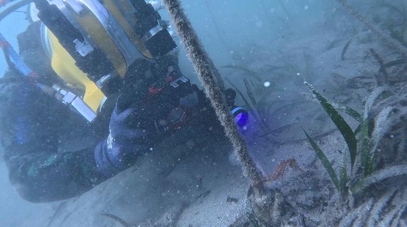 A diver takes a photo of a seahorse.