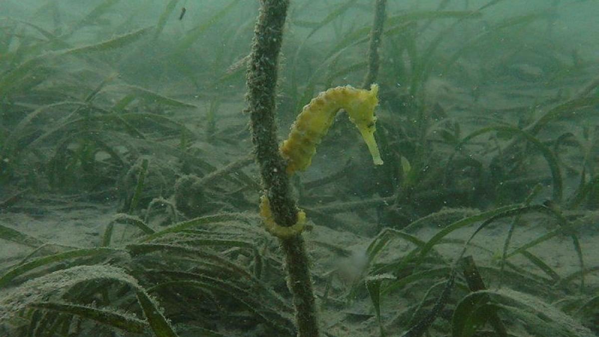 A seahorse wraps its tail around a plant underwater.